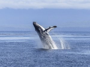humpback-whale-g792f37235_640